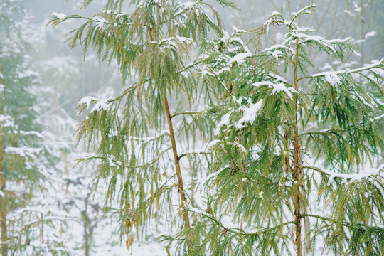 林间积雪