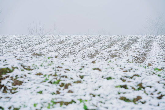 田间积雪