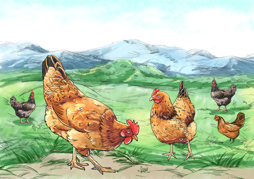 农家鸡散养鸡山鸡插画分层