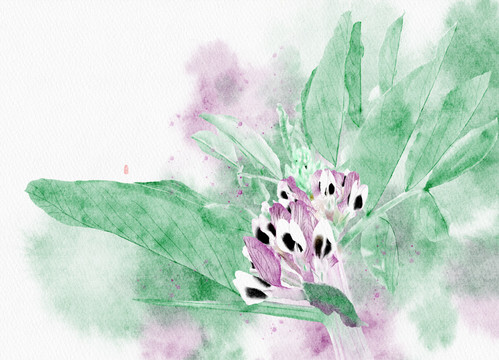 蠶豆花插畫