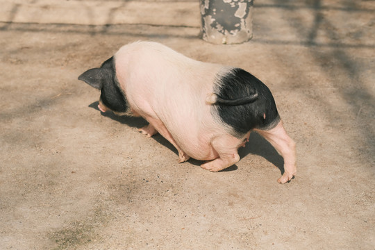 小香猪