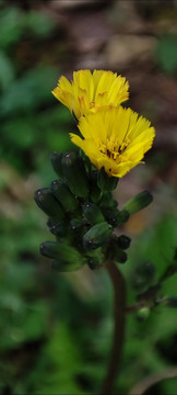 黄鹌菜