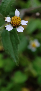 牛膝菊