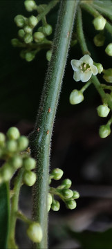 杜茎山花