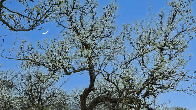 梨花月亮蓝天自然景观