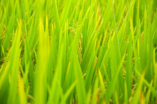 雨后稻田