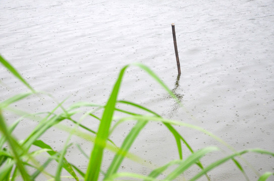 雨中池塘