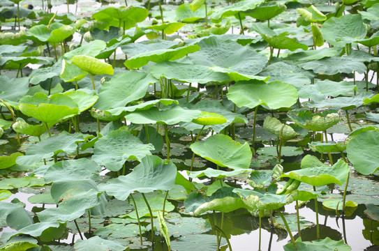 莲藕种植