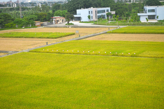 现代农业园水稻种植