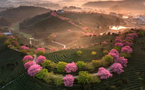 福建龙岩漳平永福樱花茶园