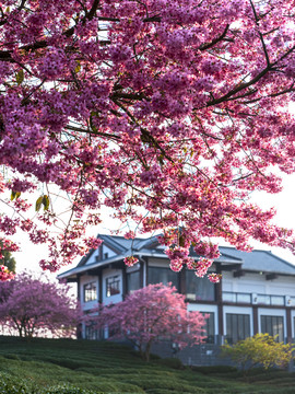 福建龙岩永福樱花茶园