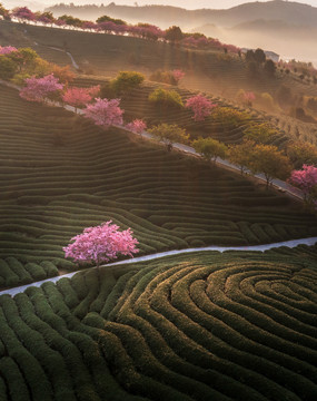 福建龙岩永福樱花茶园