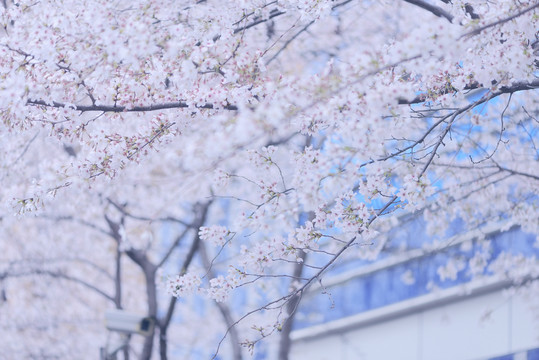 城市中的樱花