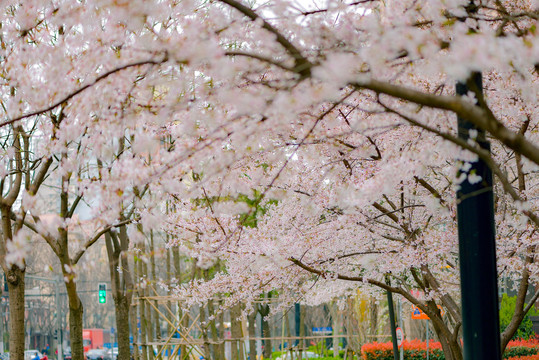 樱花林