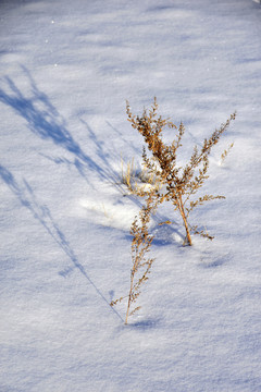 雪地野草