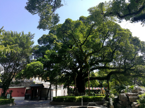 千年大榕树