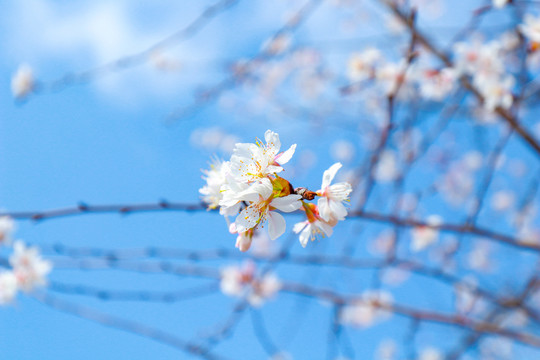 樱花