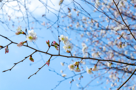 樱花