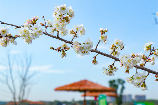 樱花