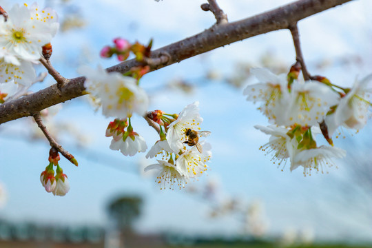 樱花