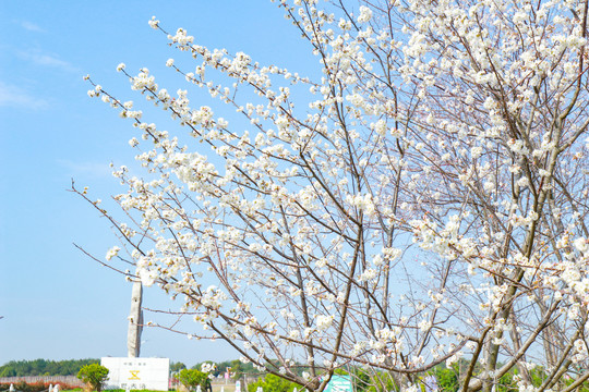 樱花