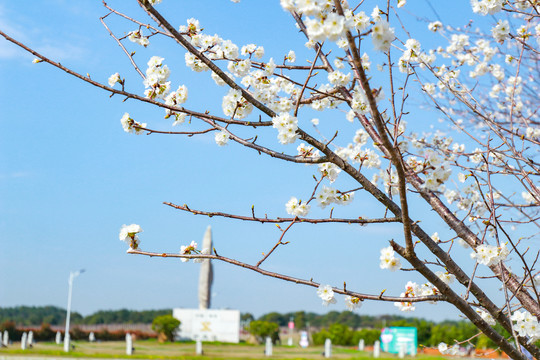 樱花