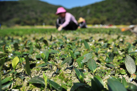 油茶苗