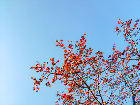 木棉花开