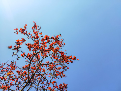 广州市花