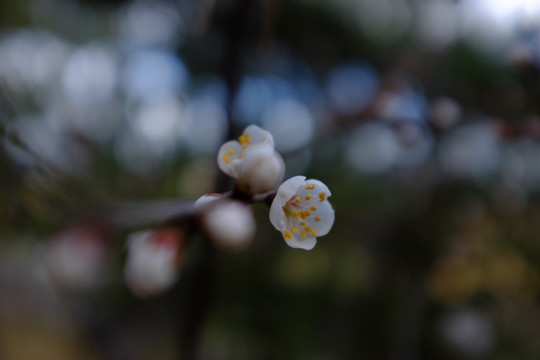 杏花开