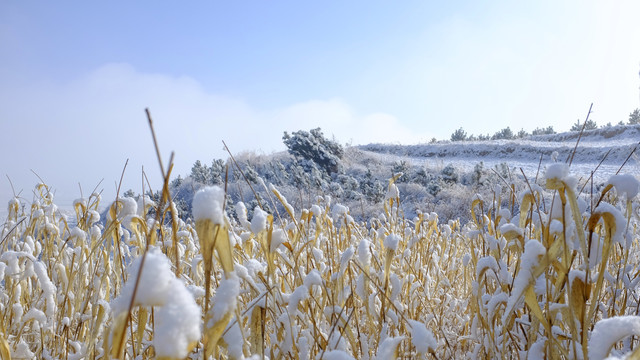 塞罕坝的雪