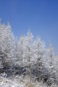 塞罕坝的雪