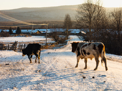 乡村冬季牛群