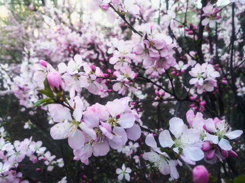 春季榆叶梅花