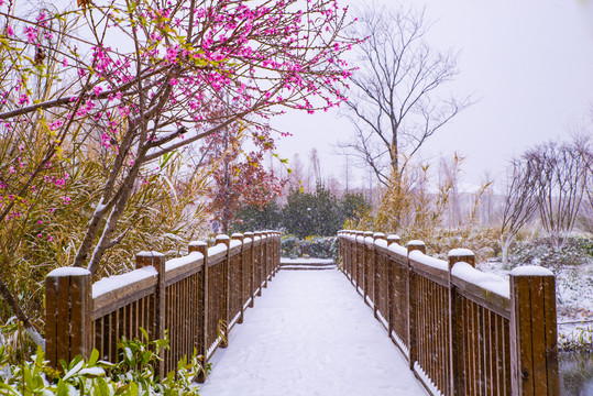 雪地小桥