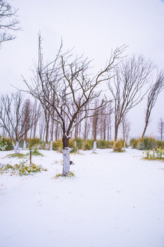 雪地