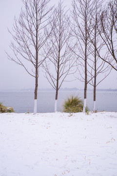 雪地树木