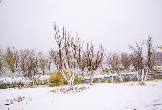 滇池湿地雪景