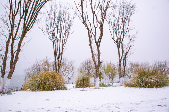 滇池湿地雪景