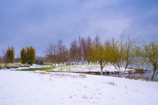 湿地冬景