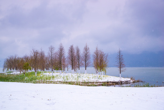 滇池湿地雪景