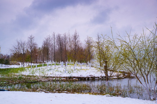 湿地冬景