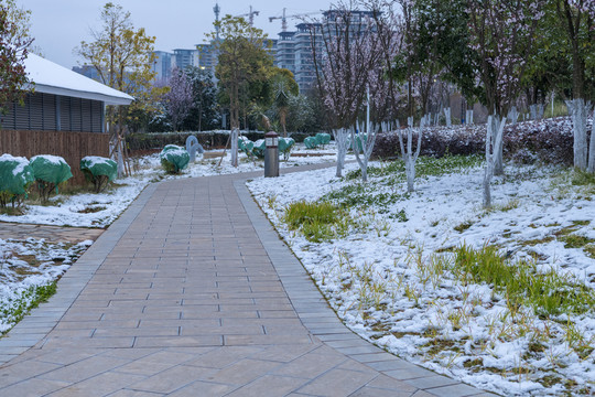 滇池湿地雪景