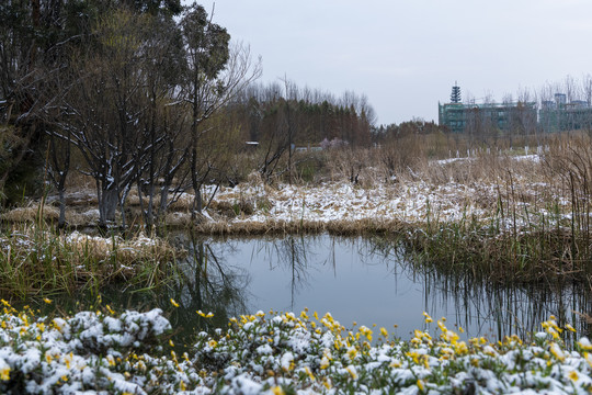 滇池湿地雪景