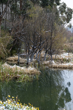 滇池湿地雪景