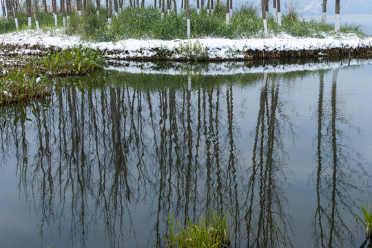 滇池湿地雪景