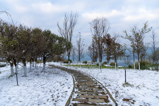 滇池湿地雪景