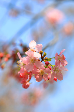 樱花