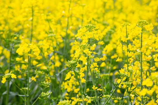 油菜花