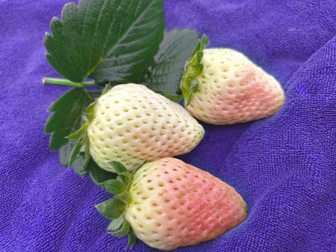 静物白草莓拍摄